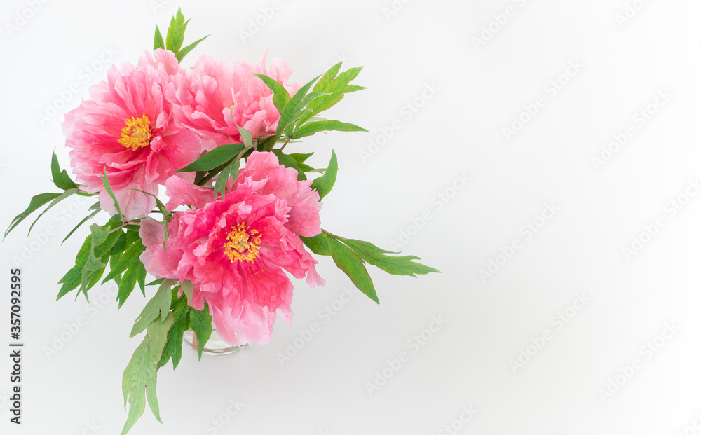 Bright pink peonies on a vase on white background with copy space