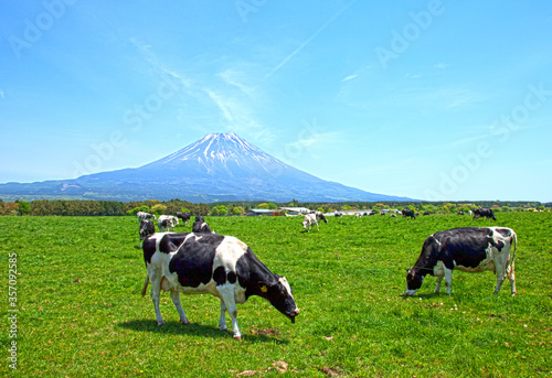 Holstein Friesian cows grazing on a farm on the Asagiri Highland area near Mount Fuji in Japan.