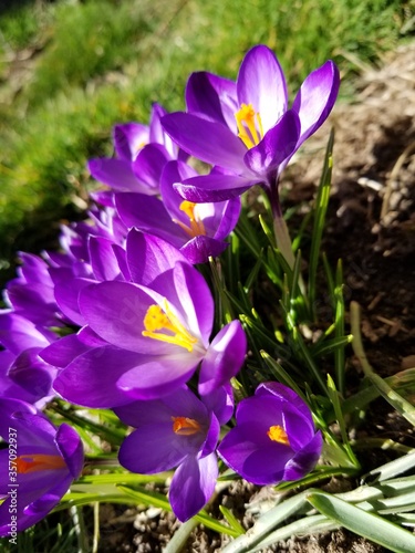 Purple Flower