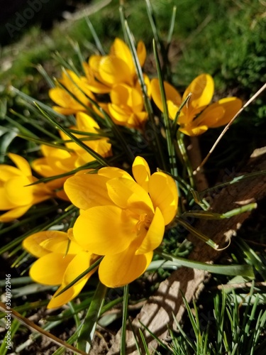 Yellow Flower close up