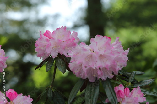 spring love colors calm green life