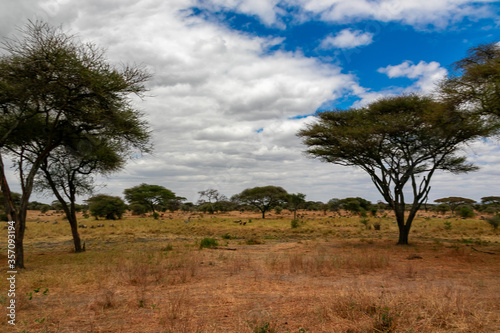 タンザニア・タランギーレ国立公園の草原に生えているアカシアの木と青空