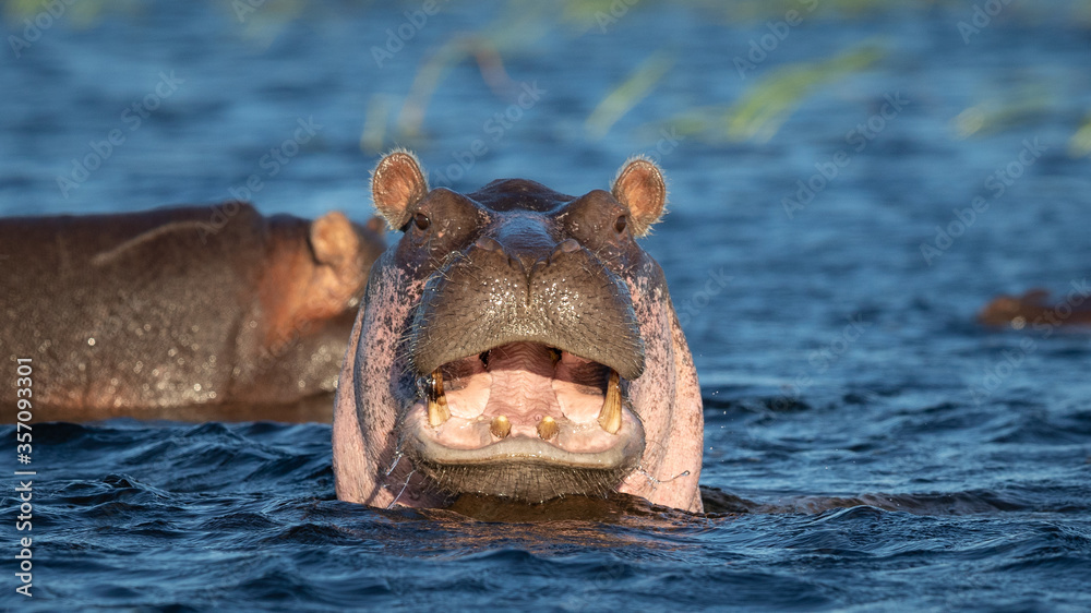 Fototapeta premium Hippo portrait head closeup with mouth open on sunny day Chobe River Botswana