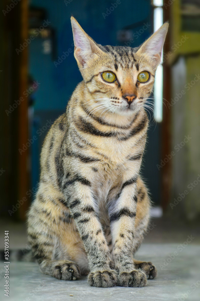 Cat Looking, Kitten Pet Close up Domestic Animal Portrait Cute Cat Looking, Kitten Pet Close up Domestic Animal Portrait Cute