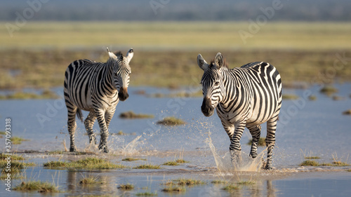 Two female zebra walking through water lying on the ground in warm afternoon light in Amboseli National Park Kenya