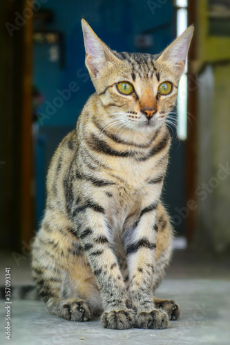 Cat Looking, Kitten Pet Close up Domestic Animal Portrait Cute