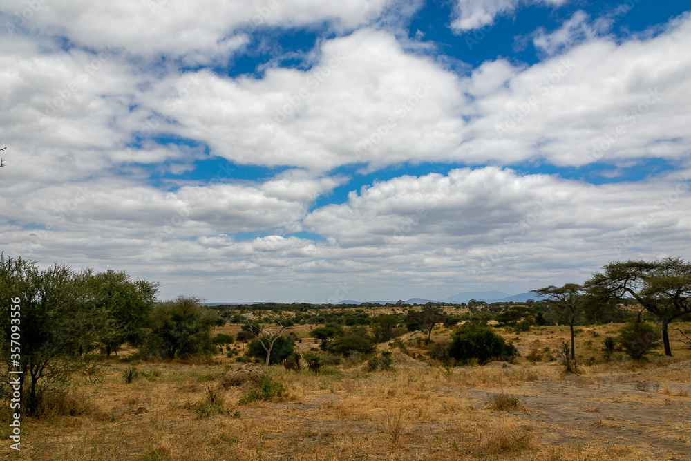 タンザニア・タランギーレ国立公園の草原と青空に浮かぶ雲