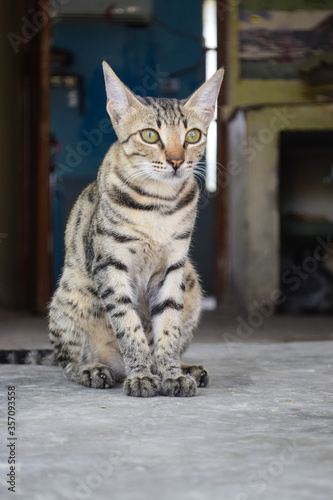 Fototapeta Naklejka Na Ścianę i Meble -  Black Big Young Cat Looking, Kitten Pet Close up Domestic Animal Portrait Cute