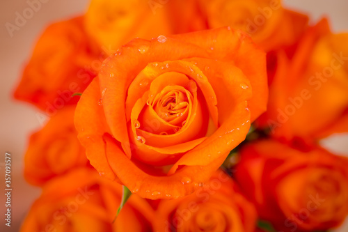 Macro shot close up of Confidential roses variety  studio shot.