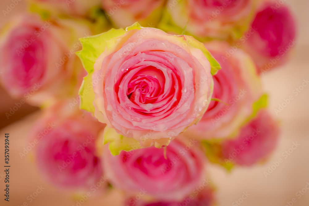Close up of Esperance roses variety, studio shot. Close up of Esperance roses variety, studio shot.