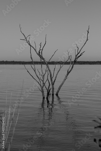 Branches of a dead tree submerged in lake