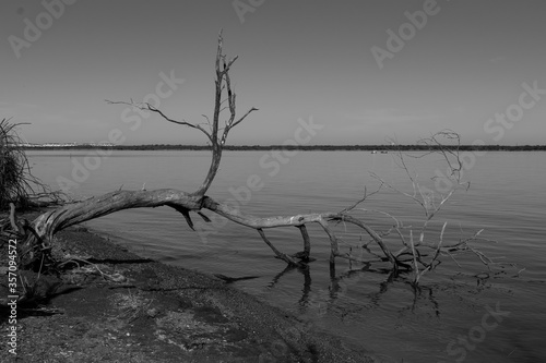 Dead tree on lake shore in black and white