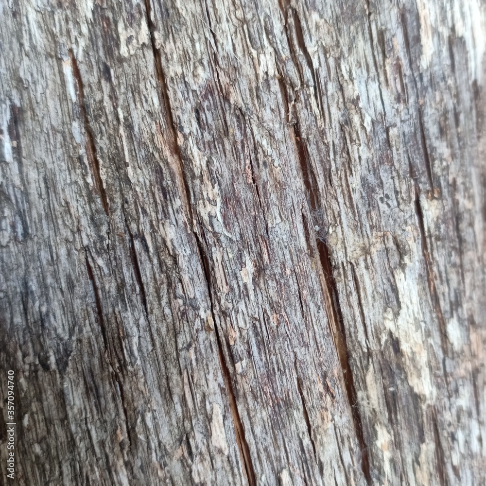 naturally beautiful natural tree. Texture the trees on the wal naturally beautiful natural tree. Texture the trees on the wal