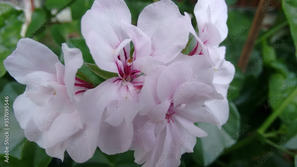 Fototapeta premium pink and white flowers