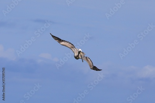 Flying Pelican on a blue sky  Pelecanus occidentalis 