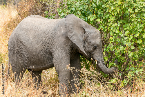 タンザニア・タランギーレ国立公園で見かけた、食事をアフリカ象の赤ちゃん