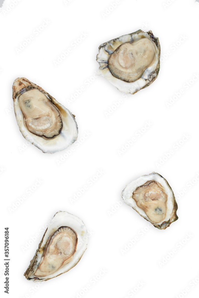 Fresh oyster on white background Fresh oyster on white background