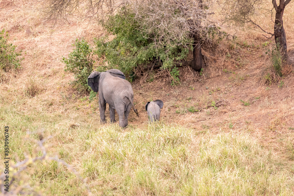 タンザニア・タランギーレ国立公園の丘の上から見つけた、アフリカゾウの親子