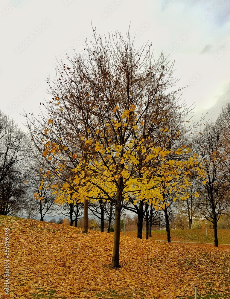 Fototapeta premium autumn in the park