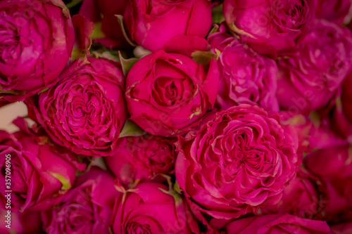 Close up shot of Classic Sensation roses variety bouquet, studio shot.