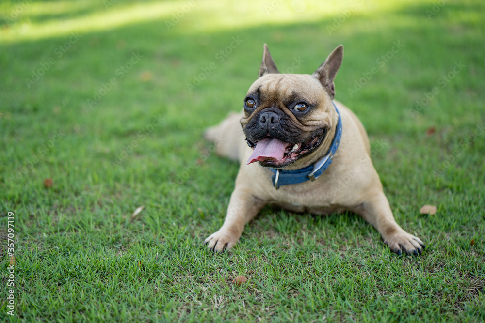 Cute french bulldog lying on field Cute french bulldog lying on field