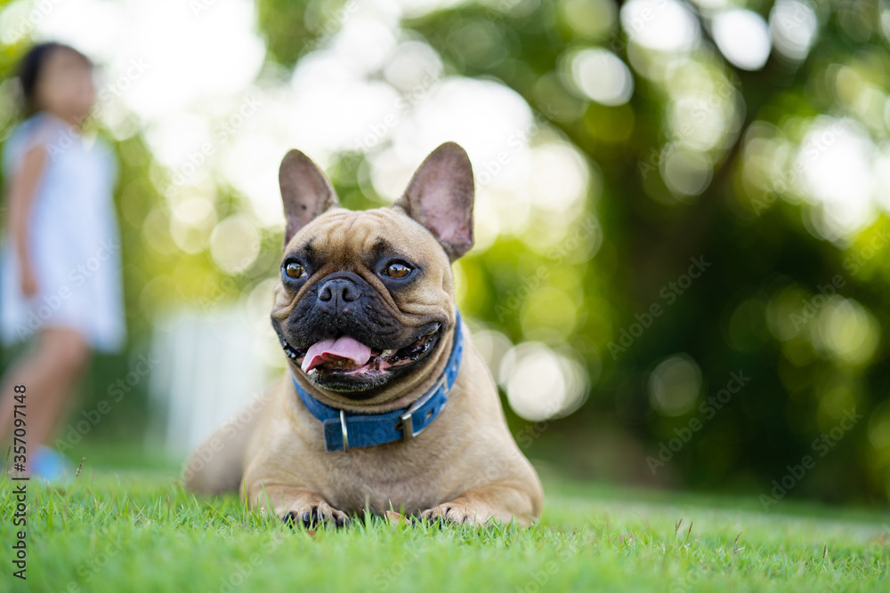 Fototapeta premium Cute french bulldog lying on field