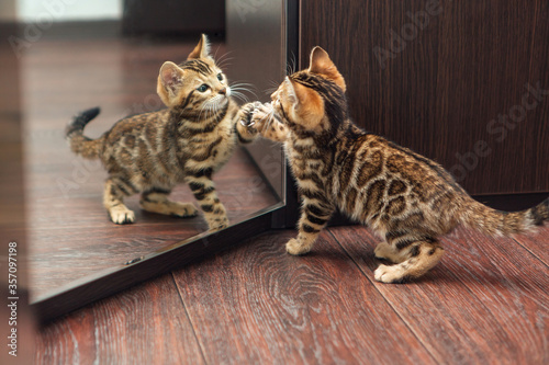 Cute curious bengal kitten looking into the mirror