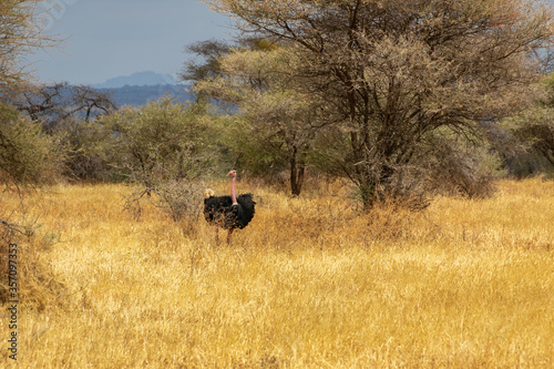 Fototapeta Naklejka Na Ścianę i Meble -  タンザニア・タランギーレ国立公園の平原で見かけたオスのダチョウ
