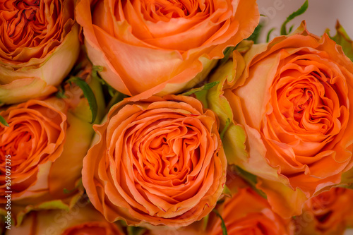 Close up macro photo of Country Home roses variety  studio shot. Garden rose