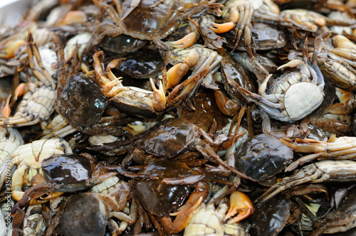 A Pile of Fresh Crabs