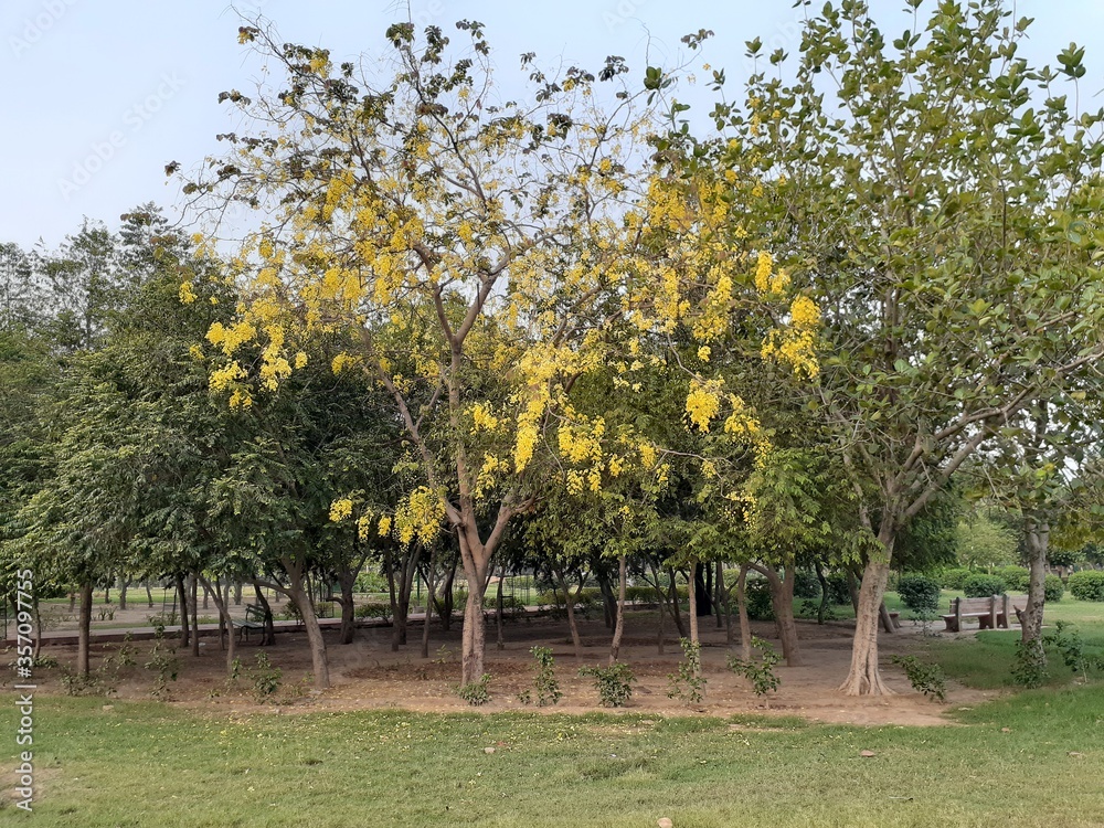Obraz premium apple orchard in spring