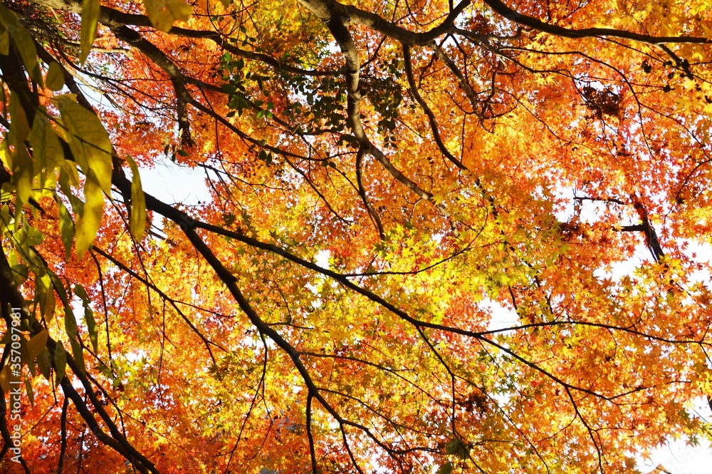 Autumn Foliage Season / Late Autumn in Japan Autumn Foliage Season / Late Autumn in Japan