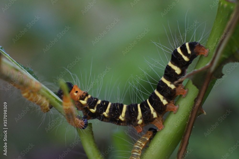 a caterpillar with a brilliant color creeping over the leaves a caterpillar with a brilliant color creeping over the leaves