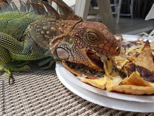 Iguana eating Nachos!! in a resort in Costa Rica