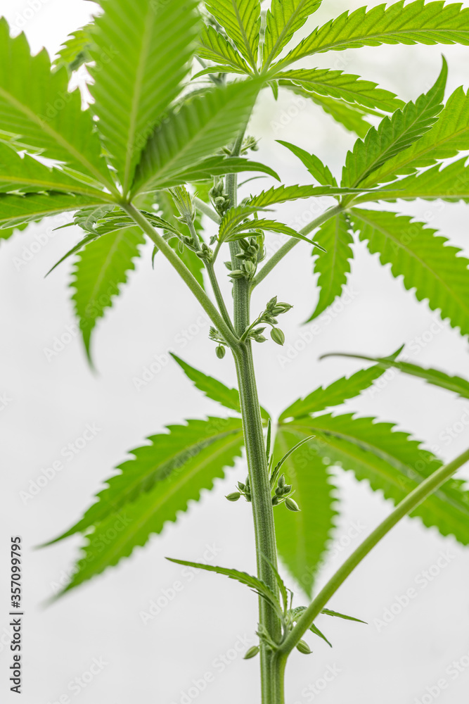 Male Marijuana plant loaded with flower buds portrait Male Marijuana plant loaded with flower buds portrait