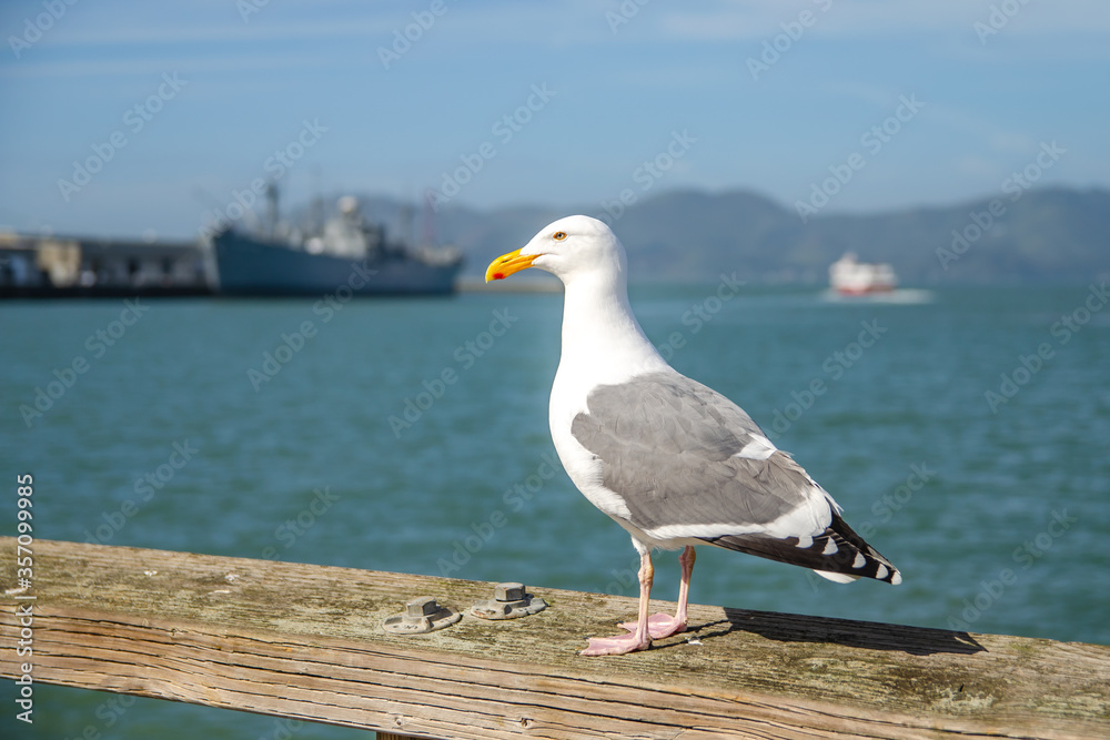 Sea gull on the background of the ocean, San Francisco Sea gull on the background of the ocean, San Francisco