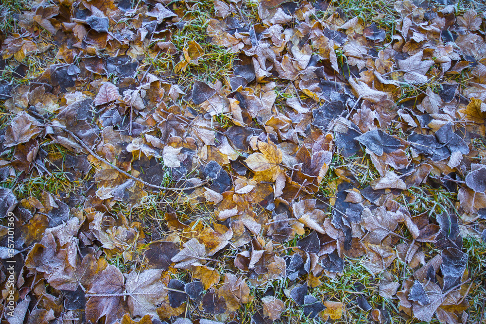 Obraz premium Colourful Fallen Leaves on the Ground; Autumn Colors