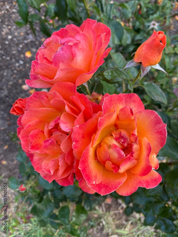 Orange rose in garden., Orange roses in the front garden for Valentine's Day. Orange roses to use as a background image. Orange rose in garden., Orange roses in the front garden for Valentine's Day. Orange roses to use as a background image.