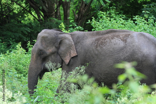 elephants in the forest