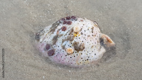 shell on the beach