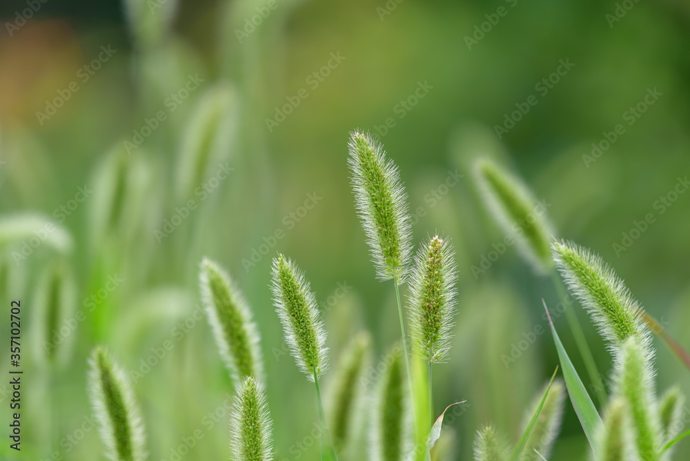Green bristlegrass, Green foxtail, Close up