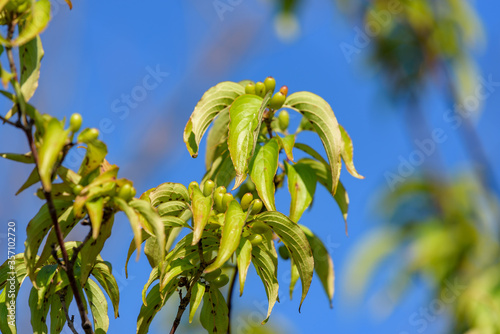 Young fruits of Japanese cornelian cherry photo