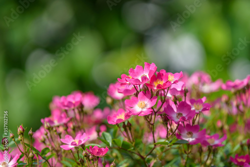Pink miniature roses flowers, single flower rose