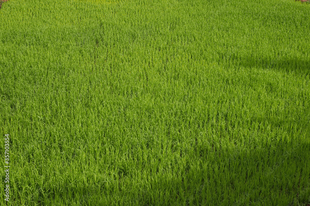 green grass background green grass background