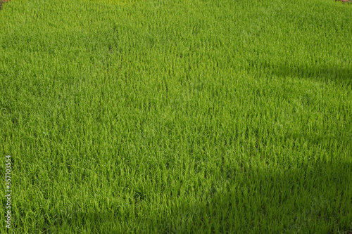 green grass background