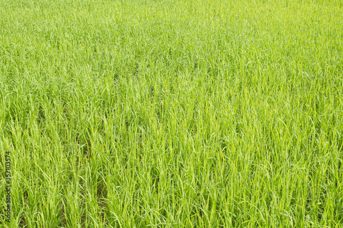 green grass background