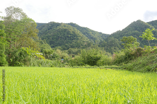 rice field in thailand