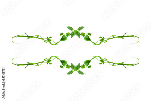 Floral Desaign. Twisted jungle vines liana plant with heart shaped green leaves isolated on white background, clipping path included. HD Image and Large Resolution. can be used as background