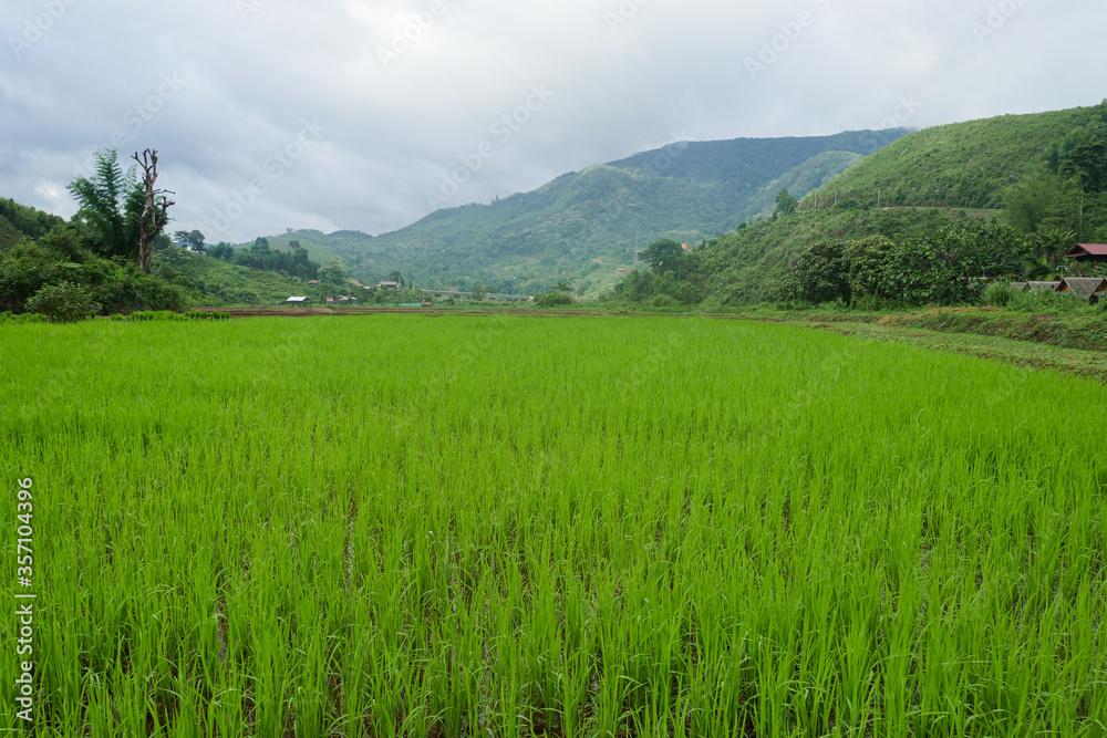 Green Terraced Rice Field in Pa Pong Pieng , Mae Chaem, Chiang Mai, Thailand Green Terraced Rice Field in Pa Pong Pieng , Mae Chaem, Chiang Mai, Thailand