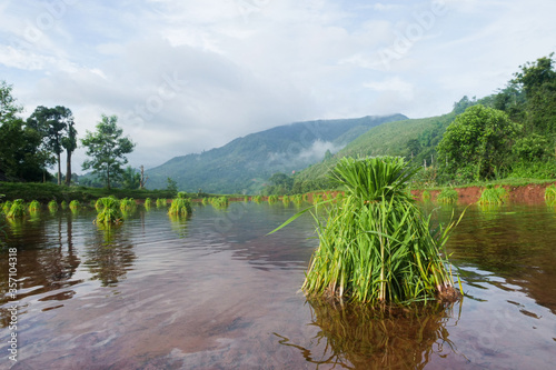 Green Terraced Rice Field in Pa Pong Pieng , Mae Chaem, Chiang Mai, Thailand